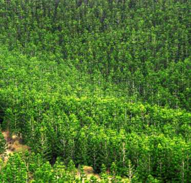 Minagricultura actualiza información estadística sobre plantaciones forestales en el país